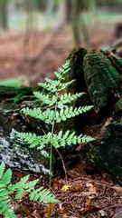 Fern leaf in the middle of the forest