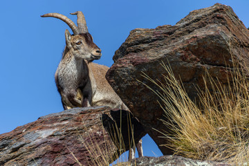 Male of mountain goat or capra pyrenaica in the natural park of Sierra Nevada, Spain.