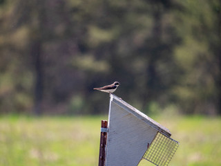 Swallow perched on a bird box on the prairie.