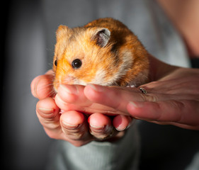 Syrian hamster (Mesocricetus auratus) Golden hamster sitting on a woman's hand
