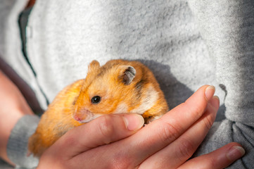 Syrian hamster (Mesocricetus auratus) Golden hamster sitting on a woman's hand