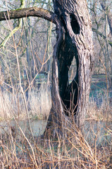 Giant willow tree burnt inside, Hollow trunk still alive.