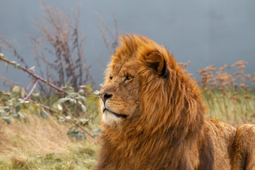 Portrait of a Lion