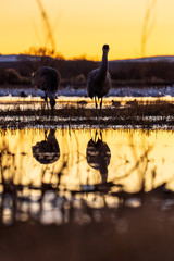 Pair of two sandhill crane birds standing in a marsh pond at sunrise with water reflections in Bosque del Apache wildlife refuge in New Mexico, USA