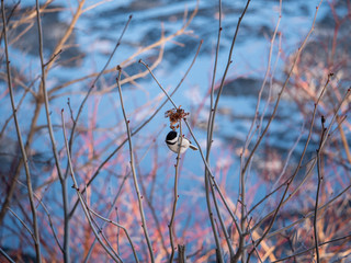 Chickadee looking for food in early spring thaw.