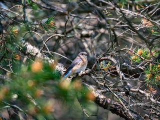 Bluebird perched on a branch