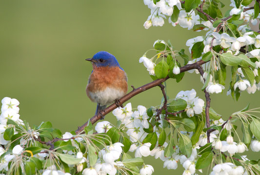 Male Eastern Bluebird in White Blossoms