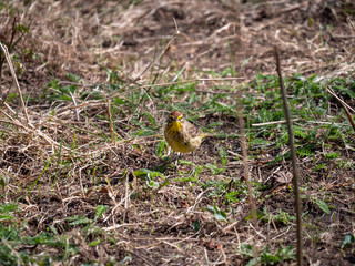 Pretty yellow bird on the ground.