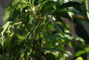 green leaves of a tree in spring