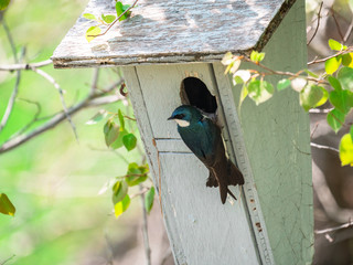 Barn swallow perched by its nesting bird box.