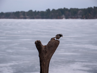 Chickadee by frozen lake getting a nut.