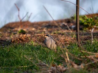 Curious sparrow looks at camera.