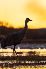 Sandhill crane bird standing in a marsh pond at sunrise or sunset with reflections in Bosque del Apache wildlife refuge in New Mexico, USA