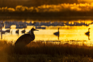 Sandhill crane bird standing in a marsh pond at sunrise or sunset with reflections in Bosque del Apache wildlife refuge in New Mexico, USA