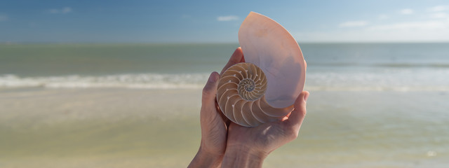 Beauftiful shell in hands