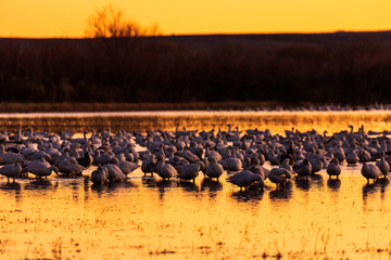 Fototapeta na wymiar Group of snow geese birds in a marsh pond at sunrise in Bosque del Apache wildlife refuge in New Mexico, USA