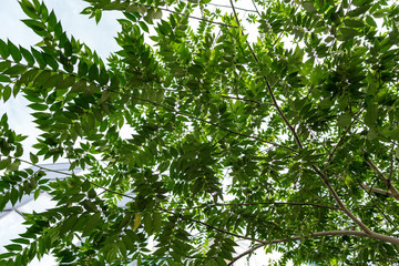Young bushes begin to grow when the weather is sunny and temperatures are warm.