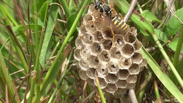 Feldwespen K&ouml;niginnen versorgen Brut im Nest