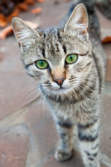Gray young cat with a wary look. European Shorthair Cat walks in the garden. Autumn bright day.
