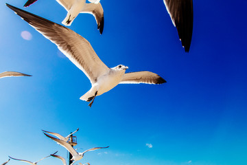 aves