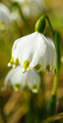 Obraz premium snowdrops in the forest