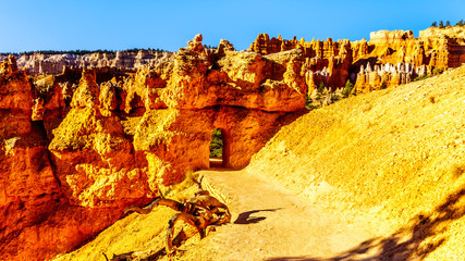 Hiking at Sunrise on the Navajo Trail among the vermilion colored Hoodoos in Bryce Canyon National...