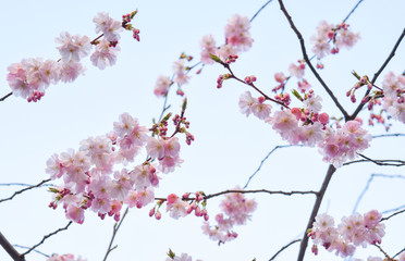 cherry blossom on background of blue sky