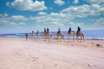 Camel rides in the city of Dahab and on the coasts of the Red Sea in South Sinai, Egypt