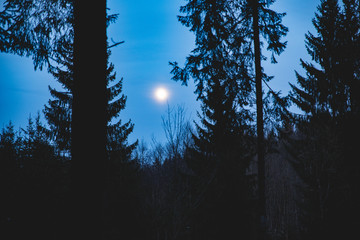 moonlight forest