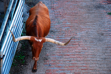 A Texas longhorn bull heads back to his pen