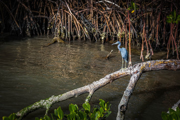 Little Blue Heron Posing in the Mangrove Swamp