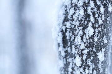 A tree trunk covered with icy snowflakes. Beautiful structural background. Selective focus