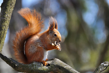 The eurasian red squirrel sits on a tree branch. (Sciurus vulgaris).