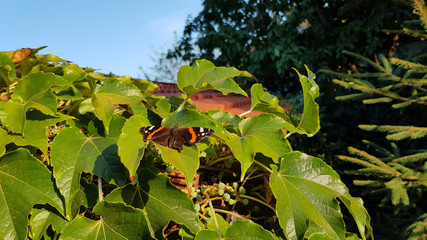 Small Red Admiral butterfly is hiding among fresh green ivy leaves in sunlight. Butterfly closeup on foliage background. Beauty of nature. Summer backdrop in bright colors.