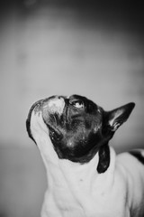 Dog head bulldog french ears 