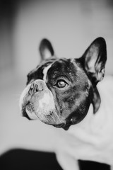 Dog french bulldog head black and white