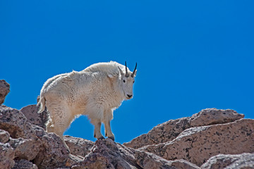 Female wild goat on Mt. Evans brings her baby down the mountain to feed.
