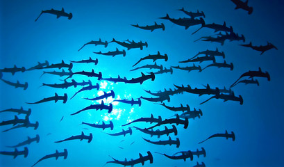 Amazing Hammerhead Sharks School - obrazy, fototapety, plakaty