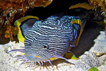 Splendid Toadfish