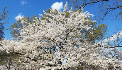 The Cherry Blossom Festival in Washington DC, USA