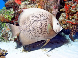 Gray angel fish in the coral reef