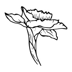 Daffodil flower side view contour line black color isolated on white background, vector illustration