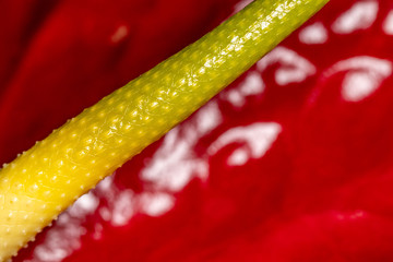 Abstract green stem of flower on red background