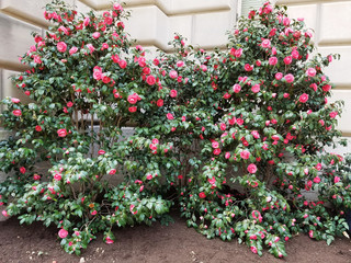 Naklejka premium Floral texture with red flowers and green foliage