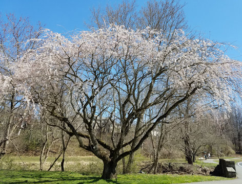 The Cherry Blossom Festival in Washington DC, USA