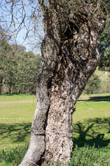 Tronco de encinas, formas caprichosas de la naturaleza