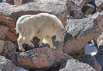 Female wild goat on Mt. Evans brings her baby down the mountain to feed.