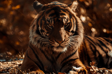 Tiger staring at you