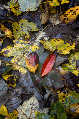 Close up on colourful autumn leaves on a rainy day.