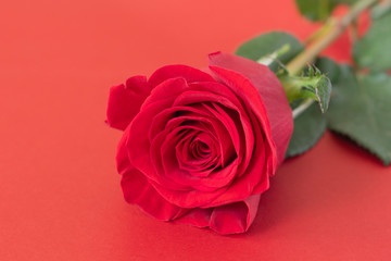 Beautiful romantic background with rose 